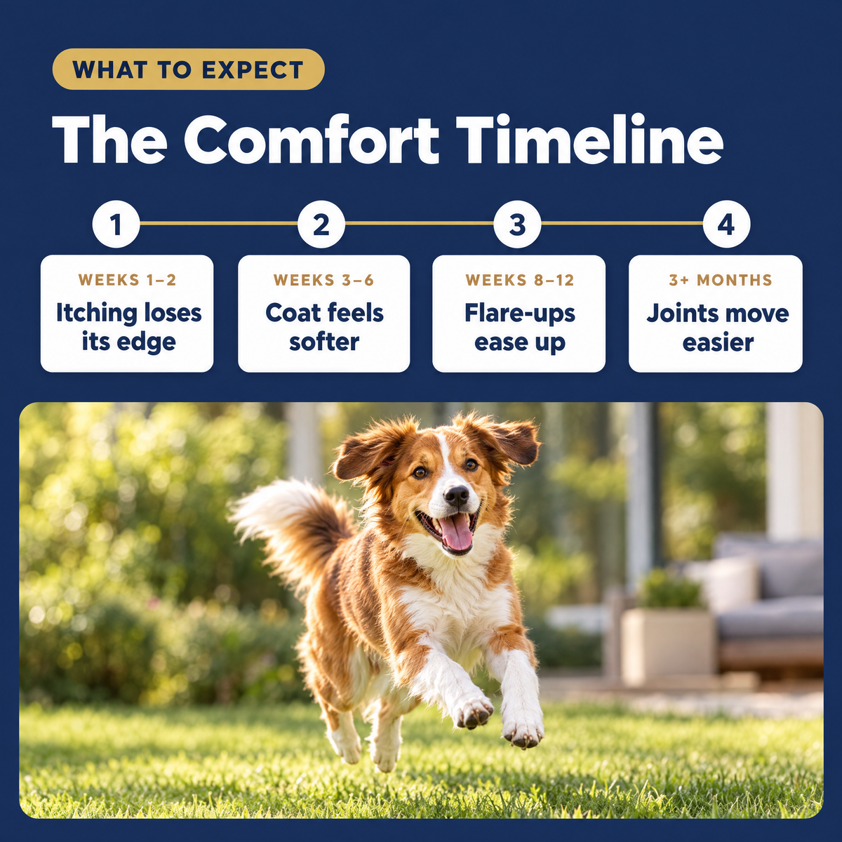 Complete Collagen for Itchy Dogs: Skin, Coat & Joint Support With Salmon Oil